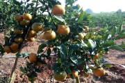 日本的果樹柑橘種植技術(shù)_柑橘園最好套養(yǎng)模式 日本的果樹柑橘種植技術(shù)_柑橘園最好套養(yǎng)模式