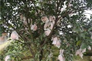 東坡柑橘種植技術_國內哪些空氣好環(huán)境好的城市適合老人定居