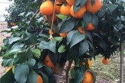 實驗種植柑橘技術_柑桔過年后怎樣再種植