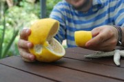 柑橘病蟲害防治視頻教程(柑橘病蟲害防治與用藥防治) 柑橘病蟲害防治視頻教程(柑橘病蟲害防治與用藥防治)