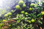 10畝柑橘種植技術_柑橘適合種在什么樣的土質(zhì)中呢