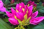 柑橘現(xiàn)蕾期噴什么藥（柑橘在花蕾期可以?；▎?）