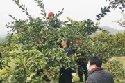 種植柑橘拍攝技術(shù)要求視頻_發(fā)抖音橘子要什么音樂(lè)