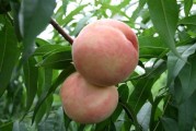 日本柑橘機械化種植技術_一直對農(nóng)業(yè)感興趣