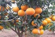 小柑橘的種植技術(shù)_青香桔如何管理種植