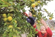 湖南柑橘種植管理技術_湖南農(nóng)業(yè)概況