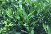 柑橘大分4號(hào)的簡(jiǎn)介_(kāi)由良一號(hào)和大浦五號(hào)蜜桔對(duì)比