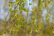 柑子黃葉病特效藥推薦：科學(xué)防治與高效解決黃葉難題