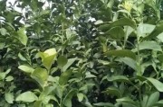 柑橘修剪管理與病蟲(chóng)害防治_如何防治柑桔害螨 柑橘修剪管理與病蟲(chóng)害防治_如何防治柑桔害螨