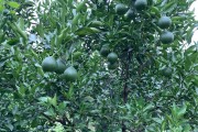 柑橘果面種植技術(shù)_柑橘樹盆栽