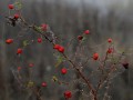 沃柑保果可以噴紅蜘蛛藥嗎（沃柑紅蜘蛛噴什么藥效久些）