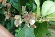 柑橘病蟲(chóng)害防治技術(shù)薊馬_阿維甲氰治哪些蟲(chóng)