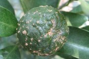 5月份柑橘主要病蟲害是_柑橘樹的紅蜘蛛蟲害