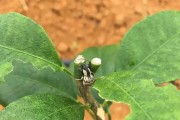 柑橘種植技術(shù)與管理順口溜_我想把家鄉(xiāng)土特產(chǎn)推廣出去 柑橘種植技術(shù)與管理順口溜_我想把家鄉(xiāng)土特產(chǎn)推廣出去