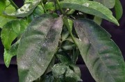 柑橘幼年樹(shù)種植管理技術(shù)_2型糖尿病不能吃哪些水果