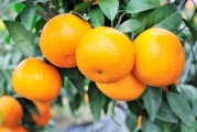 美國(guó)柑橘的種植技術(shù)_夏橙還掛在樹上現(xiàn)在怎樣保果 美國(guó)柑橘的種植技術(shù)_夏橙還掛在樹上現(xiàn)在怎樣保果