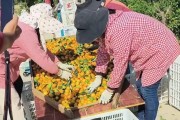20畝柑橘的種植技術(shù)_9月下旬柑橘技術(shù)管理