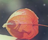 桔子一天不能超過(guò)幾個(gè)（橘子一天不能超過(guò)幾個(gè)）