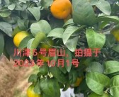 分享幾款近期實(shí)地考察的柑橘品種，川津5號(hào)、愛媛153……你更喜歡哪款？