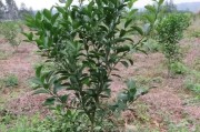 柑橘種植實(shí)用技術(shù)_青香桔如何管理種植