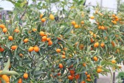 柑橘種植三早技術(shù)_新手如何選擇柑橘苗木
