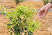 柑橘種植技術(shù)解說_柑橘斜坡種植技術(shù)