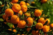 19柑橘的種植技術_柑橘斜坡種植技術