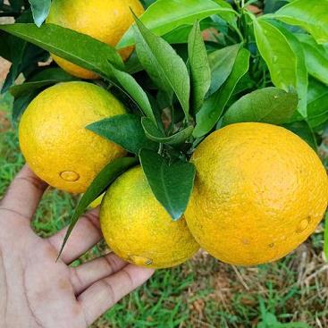 柑橘大棚蟲害防治方法（柑橘大棚種植好處）