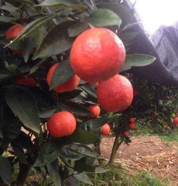 華美7號柑橘如何鑒定（華美7號柑橘種植技術(shù)）