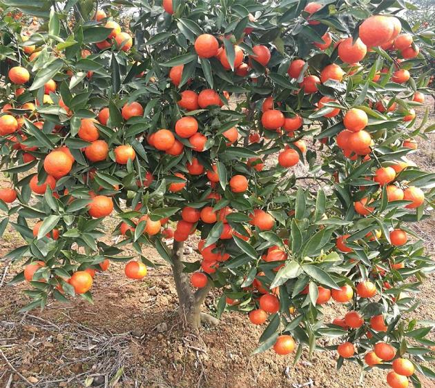 大棚栽培柑橘技術(shù)視頻教程（柑橘大棚種植好處）