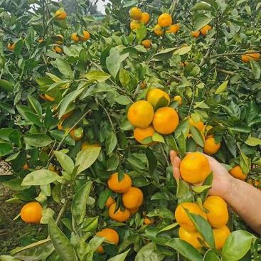 香蕉柑橘種植技術(shù)（我國(guó)主要的柑橘香蕉生產(chǎn)基地）