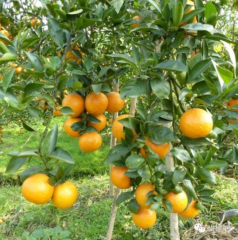 金柑橘種植技術要點（金柑生長特性）