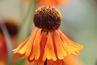 蜜桔成熟上市時間(蜜桔幾月份成熟上市) 蜜桔成熟上市時間(蜜桔幾月份成熟上市)