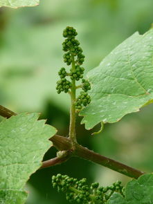 沃柑種植要多久才結(jié)果（沃柑種植要多久才結(jié)果呢）