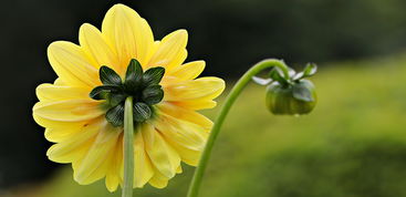 沃柑為什么不開(kāi)花（沃柑為什么不開(kāi)花結(jié)果）