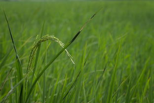 全國出名柑橘產(chǎn)地在哪里(全國出名柑橘產(chǎn)地在哪里?。? /></p><p>中國椪柑之鄉(xiāng)是衢州,是浙江省的地級市,位于浙江省西部,錢塘江的上游,金(華)衢(州)盆地西端,地理坐標(biāo)為位于東經(jīng)118°01′一119°20′,北緯28°14′—29°30′??偯娣e88479平方千米。</p><p>中國臍橙之鄉(xiāng)有四個,分別是:湖南的新寧、重慶的奉節(jié)、湖北的秭歸、江西的贛南。</p><h2 id='哪里盛產(chǎn)柑橘'>哪里盛產(chǎn)柑橘</h2><p>湖南省:湖南省的石門柑橘、賓縣柑橘、忠縣橘、井研橘等品種都有高的品質(zhì)。四川省:四川省的蒲江柑橘和紅橘等品種受到消費(fèi)者的喜愛。</p><p style=