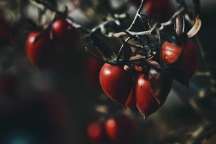 柑橘樹(shù)干紅色像鐵銹什么?。ǜ涕贅?shù)枝干枯是什么情況）
