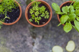 夏季成熟柑橘新品種晚熟8號種植技術(shù)要點包括（夏季成熟柑橘新品種晚熟8號種植技術(shù)要點包括）