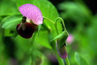 脆蜜金桔促花技術管理（脆蜜金桔種植條件）