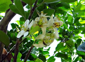 柑橘水果苗木種植技術(shù)視頻教程全集（柑橘栽培過(guò)程種關(guān)鍵技術(shù) 有哪些?）