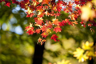 柑橘紅蜘蛛病害圖片及防治措施視頻（柑橘樹上的紅蜘蛛什么時候打藥最有效）