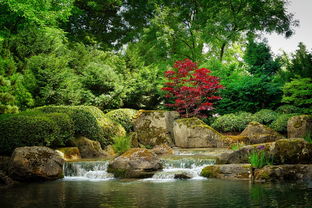 柑橘樹種植庭院好嗎（柑橘園適合種什么草）