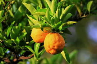 柑橘定植技術(shù)要點（柑橘栽培新技術(shù)）