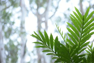 河南適合種哪種橘子樹(shù)（適合河南種植的桔子樹(shù)）