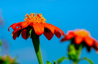 沙糖桔開(kāi)花期可噴什么藥（沙糖桔開(kāi)花期可以打藥嗎?）