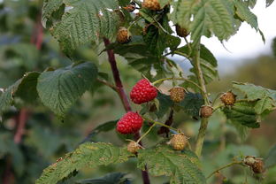 賓陽(yáng)柑橘種植基地在哪里（賓陽(yáng)柑橘種植基地在哪里有）