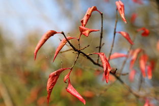 沃柑花期能噴紅蜘蛛藥嗎（沃柑紅蜘蛛噴什么藥）