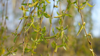 柑橘樹(shù)種植技術(shù)管理技術(shù)區(qū)別（柑橘栽培技術(shù)要點(diǎn)）