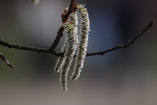 柑橘樹春天發(fā)芽時打什么藥好（柑橘發(fā)芽期打什么農藥）