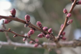 柑橘樹(shù)幾月份出春梢呢（柑橘樹(shù)在春季幾月發(fā)芽）